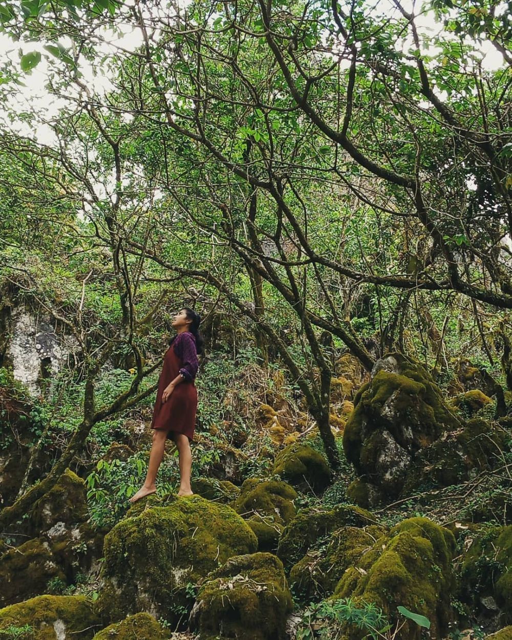 Berikut Deretan Hutan  Paling Unik  di Indonesia yang Bisa 