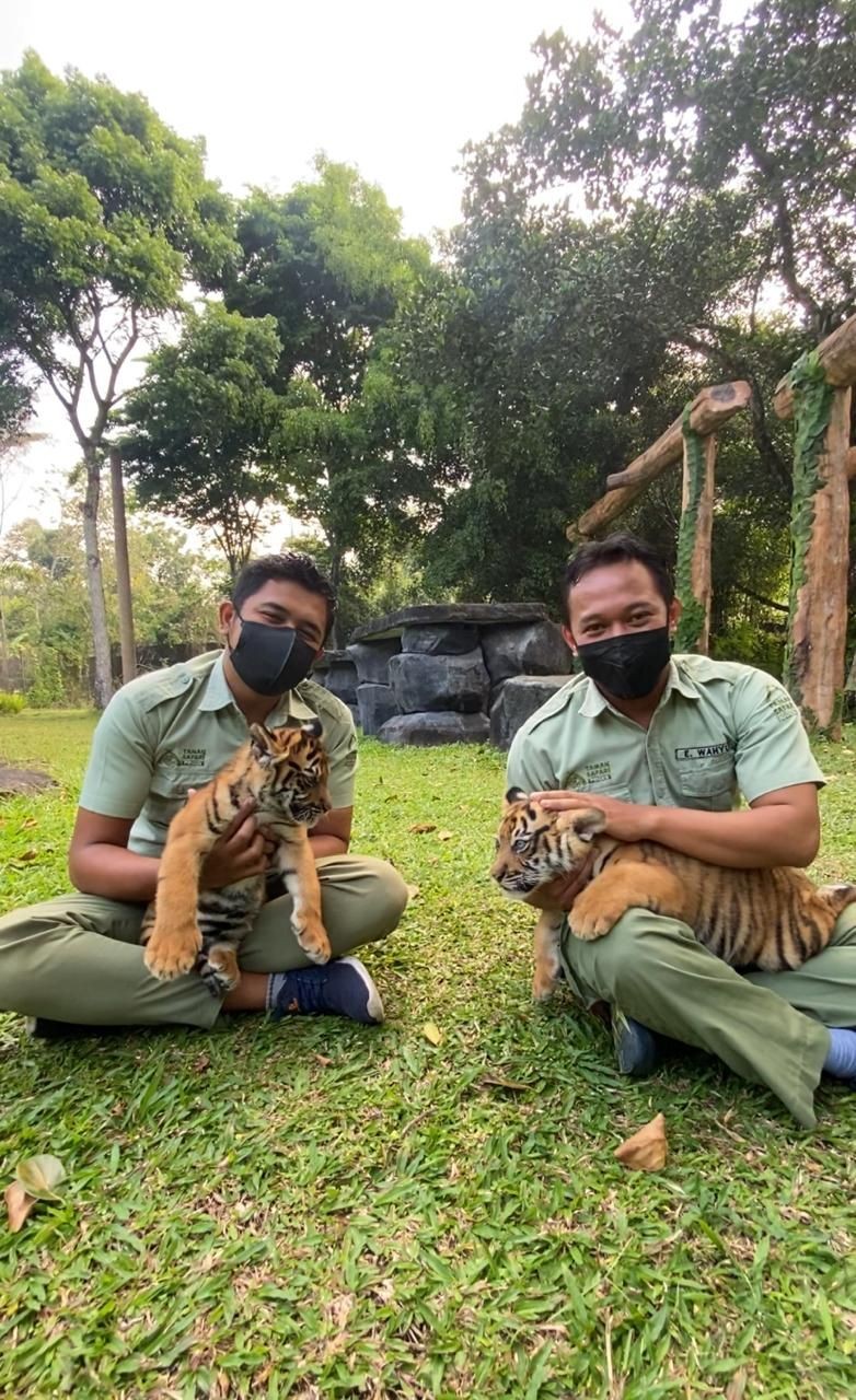 Isyana dan Aura, Nama 2 Anak Harimau di Taman Safari Prigen