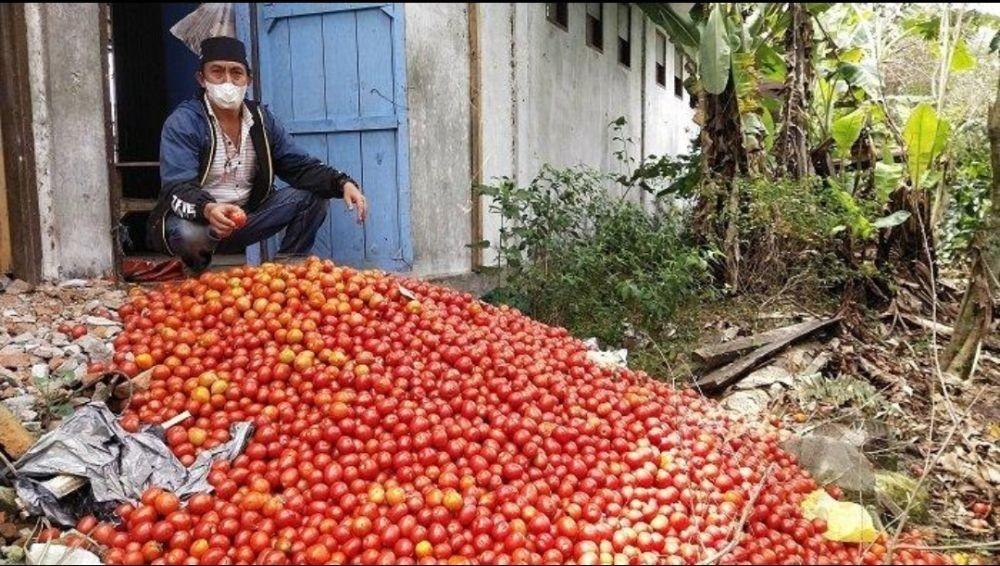 Harga Anjlok dan Permintaan Pasar Kurang, Petani di Aceh Buang Tomat