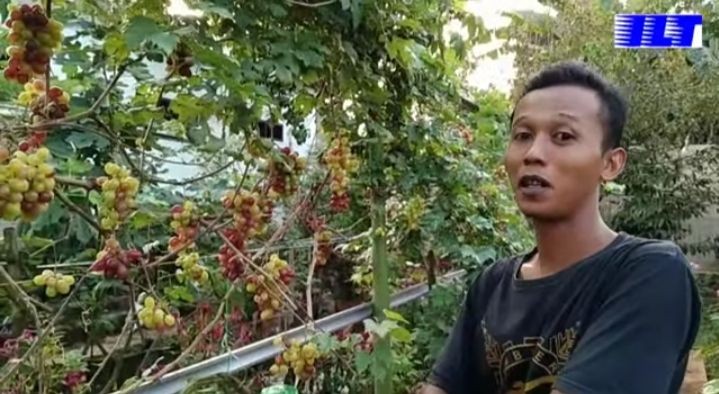 Budidaya Anggur Impor di Lampung Timur, Bertahan hingga Puluhan Tahun 