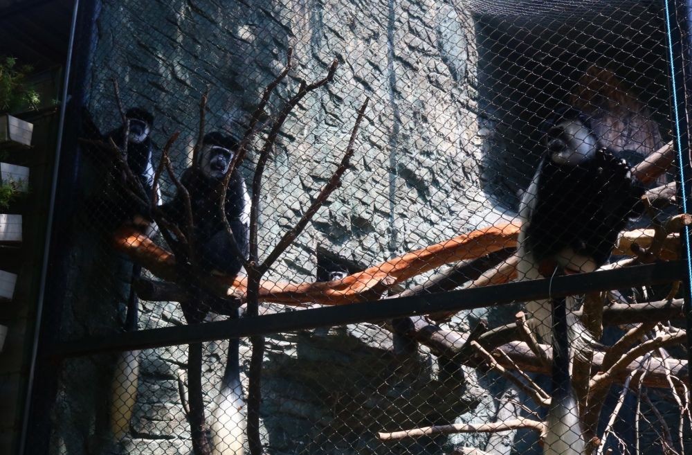 Selama PPKM Darurat, 6 Satwa di Secret Zoo Melahirkan 