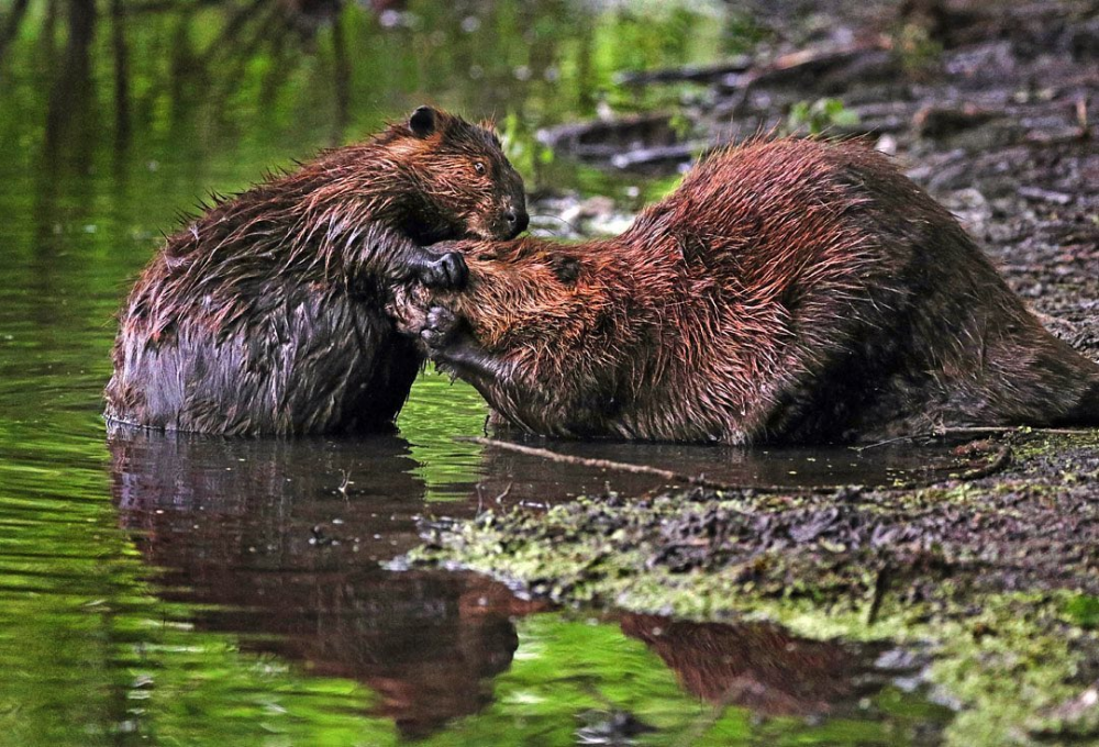 12 Hewan Khas Amerika Utara, dari Reptil hingga Mamalia