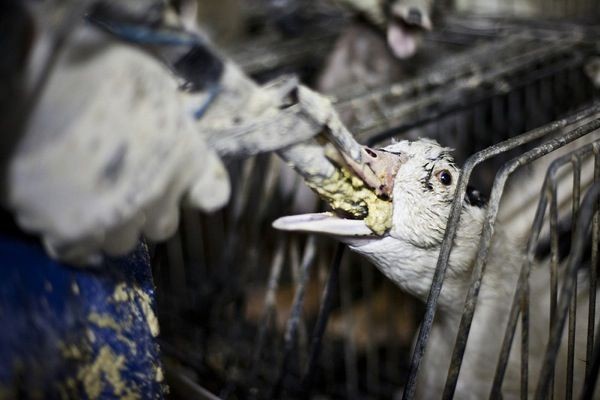 Kekejaman Di Balik Pembuatan Foie Gras Atau Hati Angsa 2056