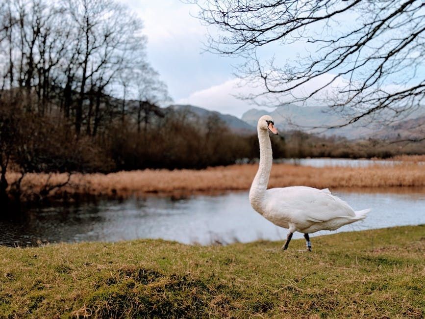 7 Facts about Natovenator polydontus, a swan-like dinosaur that is good at swimming