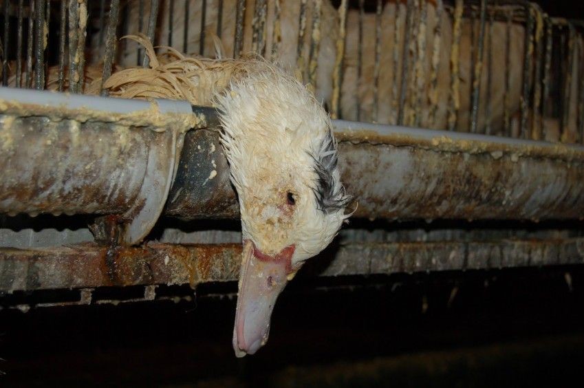 Kekejaman Di Balik Pembuatan Foie Gras Atau Hati Angsa