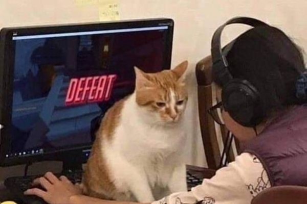 10 Potret Lucu saat Kucing Gangguin Manusia, Mau Marah tapi Gak Tega