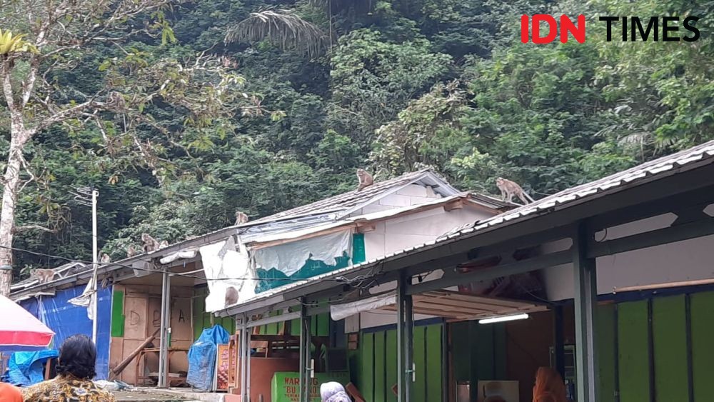 Kena Dampak PPKM, Ratusan Monyet Gunung Galunggung Jarah Warung Warga