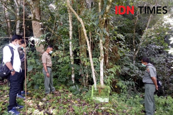 BKSDA Sumbar Leparliar Dua Ekor Kukang Dilindungi ke Hutan