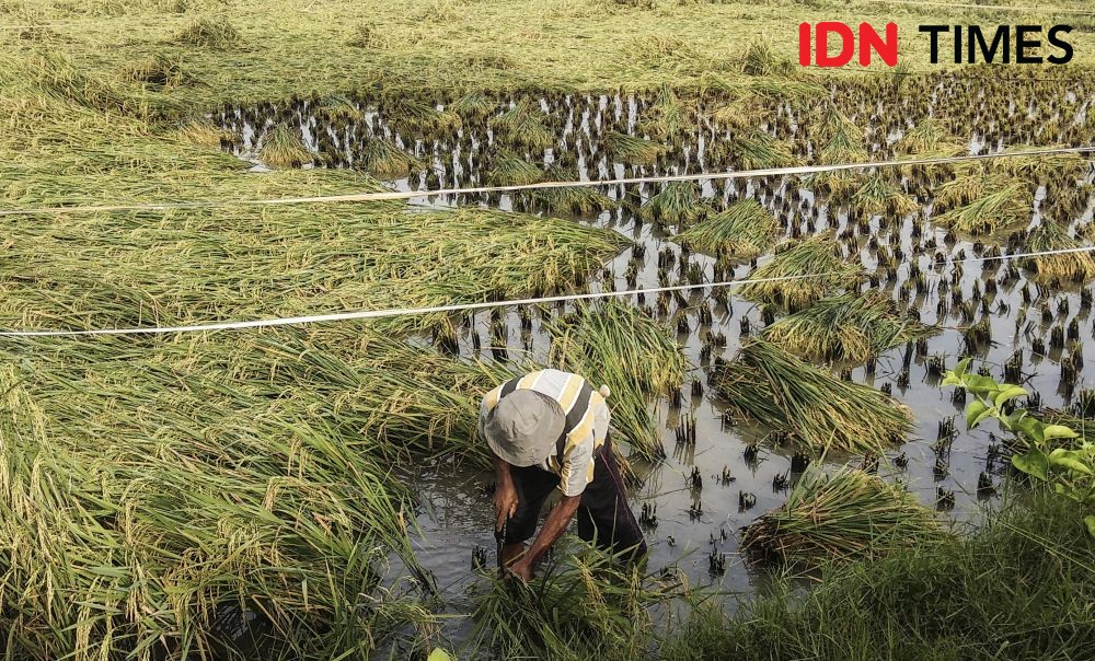 Polda Sumsel Ringkus 3 Pedagang Pupuk Ilegal di Banyuasin dan Muba