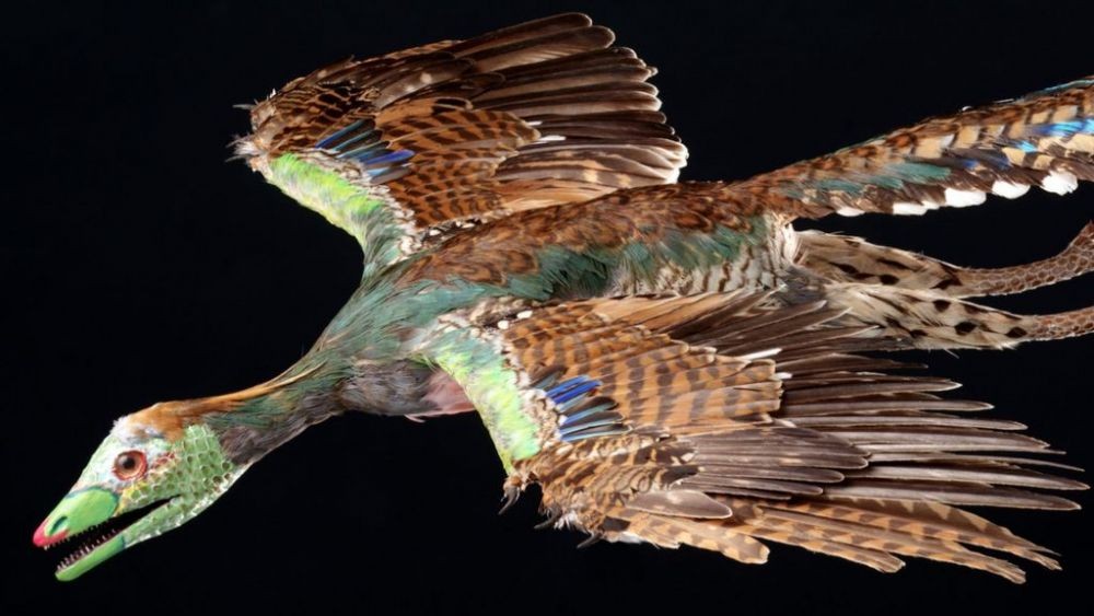 5 Fakta Urvogel, Burung Setengah Reptil dari Dunia Dinosaurus