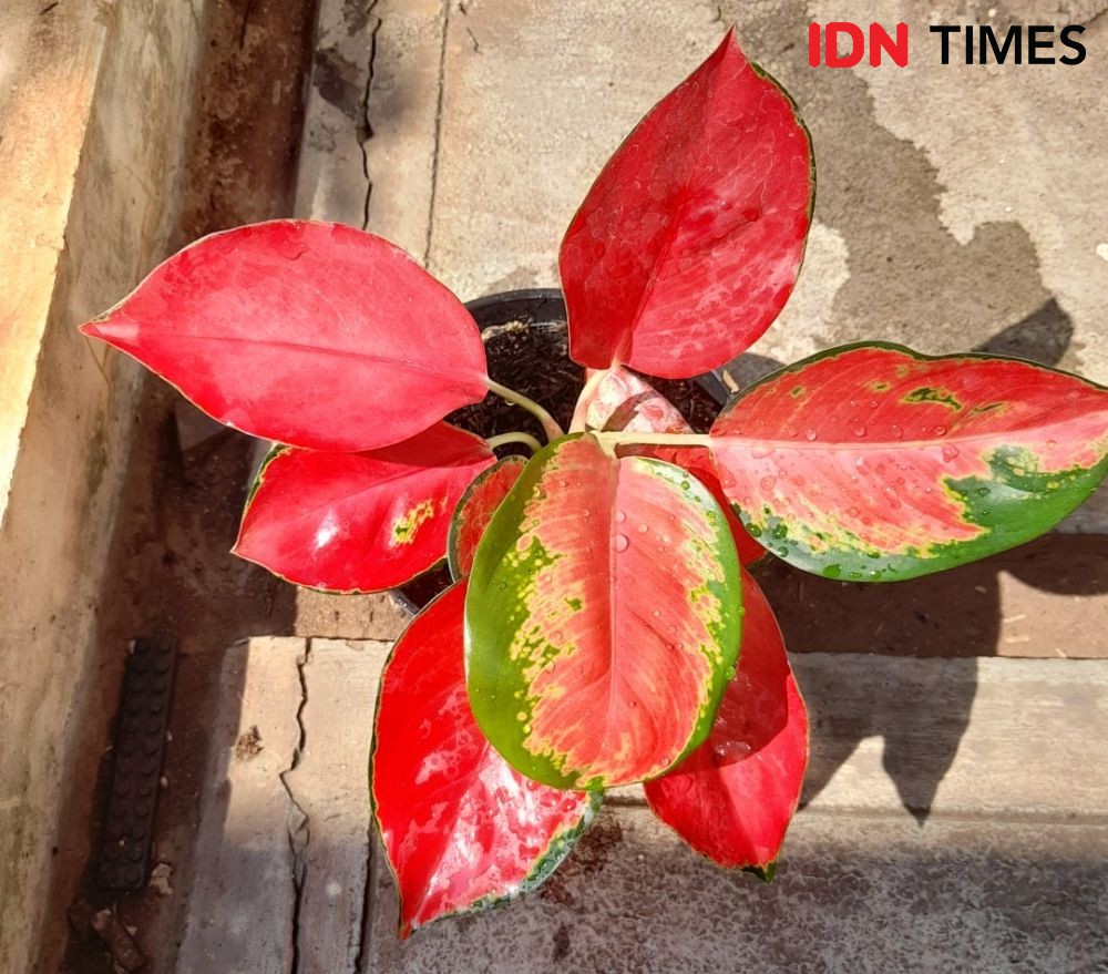 5 Aglonema Nuansa Merah Putih yang Kontras Banget