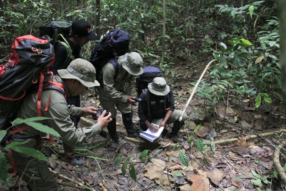 Harimau Serang Dokter Hewan saat akan Dievakuasi dari Jerat