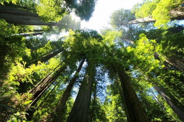 7 Keistimewaan Redwood, Pohon Paling Tinggi di Dunia