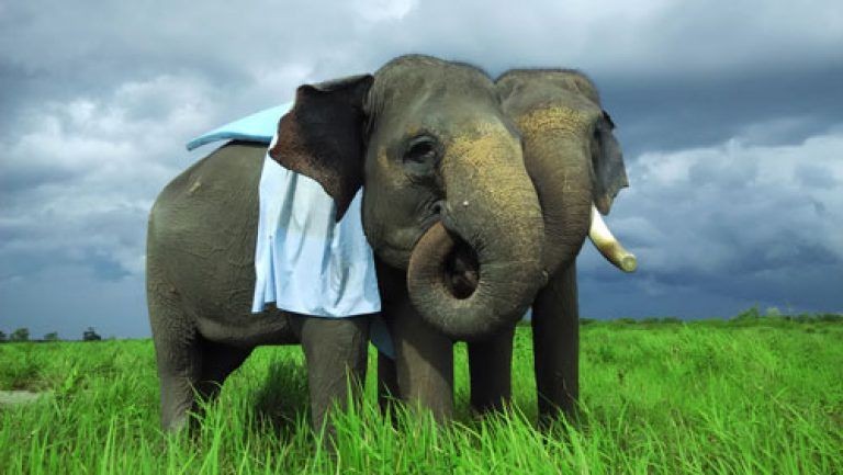 5 Satwa di Taman Nasional Way Kambas, Gak Cuma Gajah!