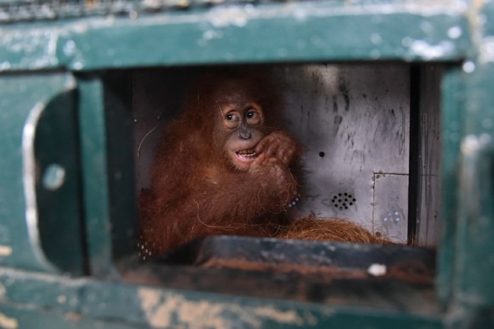 Orangutan Evakuasi dari Karo Mati, Ada Luka Kekerasan Fisik