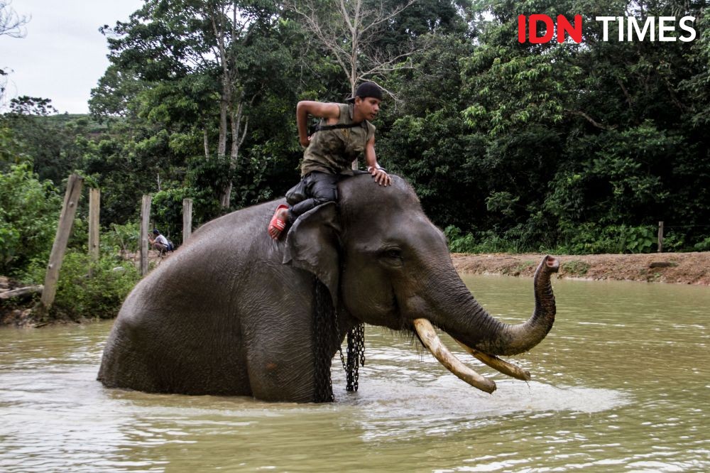 Vesswic Lakukan Monitoring Kesehatan Gajah di Sumatra Secara Berkala