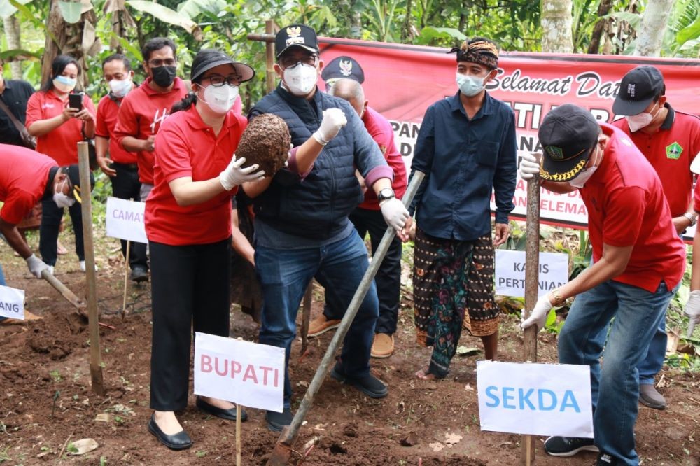 Jadi Komoditi Baru, Petani Porang di Tabanan Butuh Pabrik Pengolahan