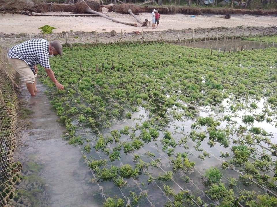 Nusa Penida Kembangkan Kerang Abalon, Kesukaan Orang Korea Nih!