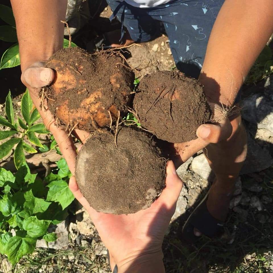 Nusa Penida Kembangkan Kerang Abalon, Kesukaan Orang Korea Nih!