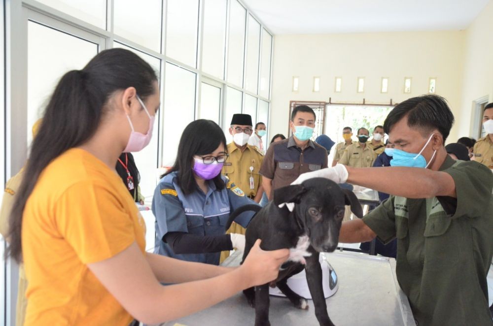Kendalikan Anjing Liar, Dokter Hewan 'Ngantor' di Lokasi MXGP Samota