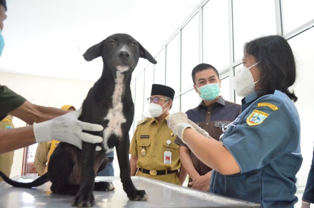 Dear Warga Salatiga, Ini Syarat Hewan yang Dapat Vaksin Rabies Gratis