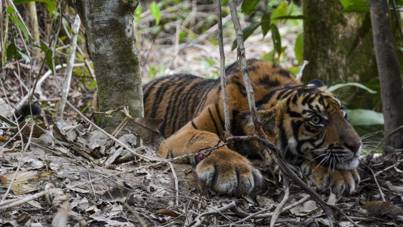 Harimau Terkena Jerat Tak Jauh dari Hutan Lindung Gayo Lues