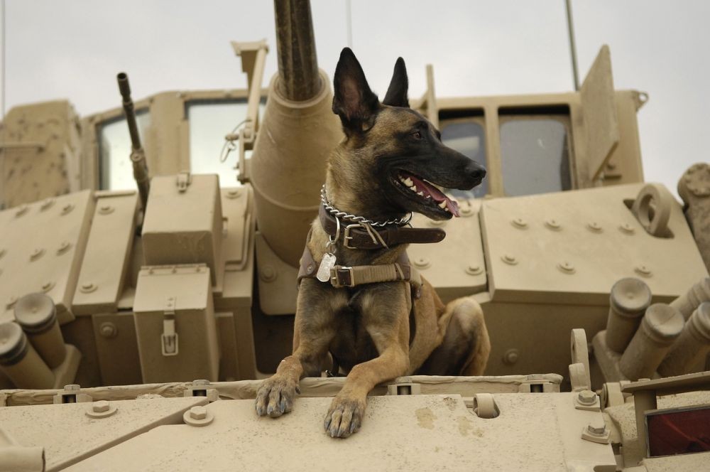 Anjing Ini Sering Membantu Polisi Dan Militer