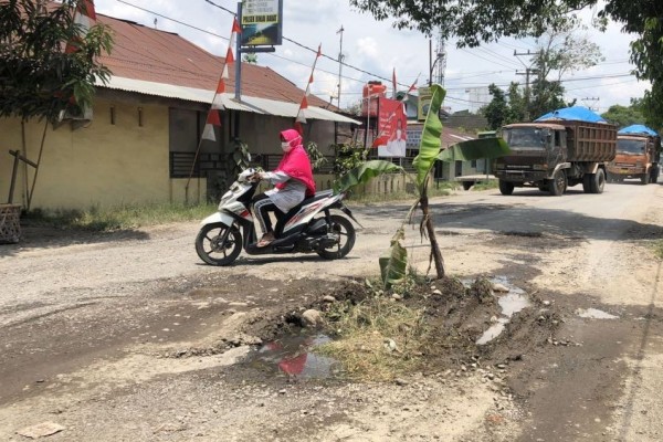 Protes Jalan Rusak Warga Tanam Pohon Pisang Di Badan Jalan