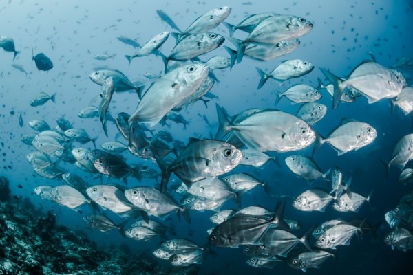 7 Jenis Ikan dengan Kecepatan Tertinggi, Ngebut Banget