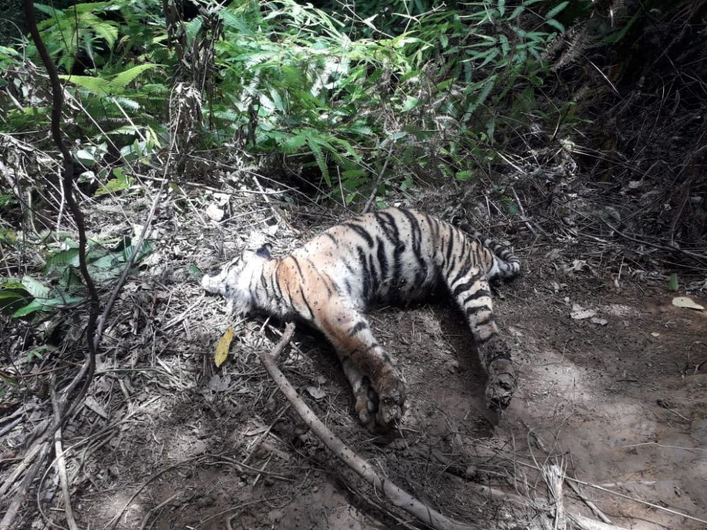 Terjerat Sling dan Dehidrasi, Harimau di Mandailing Natal Mati
