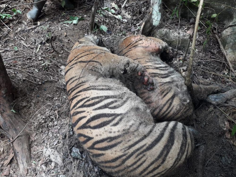 Duka Konservasi, 3 Bulan 4 Harimau Sumatera Mati