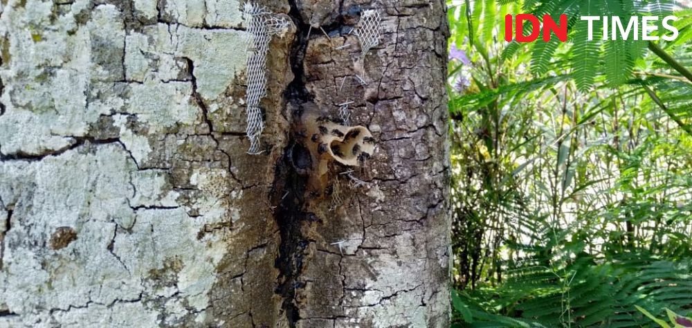 Kreatif! Warga Lampung Timur Bikin Kantong Madu Lebah Trigona