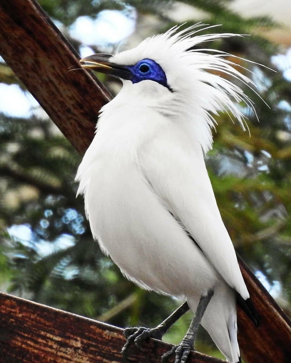 5 Fakta Unik Jalak Bali, Burung Langka yang Romantis dari Pulau Dewata
