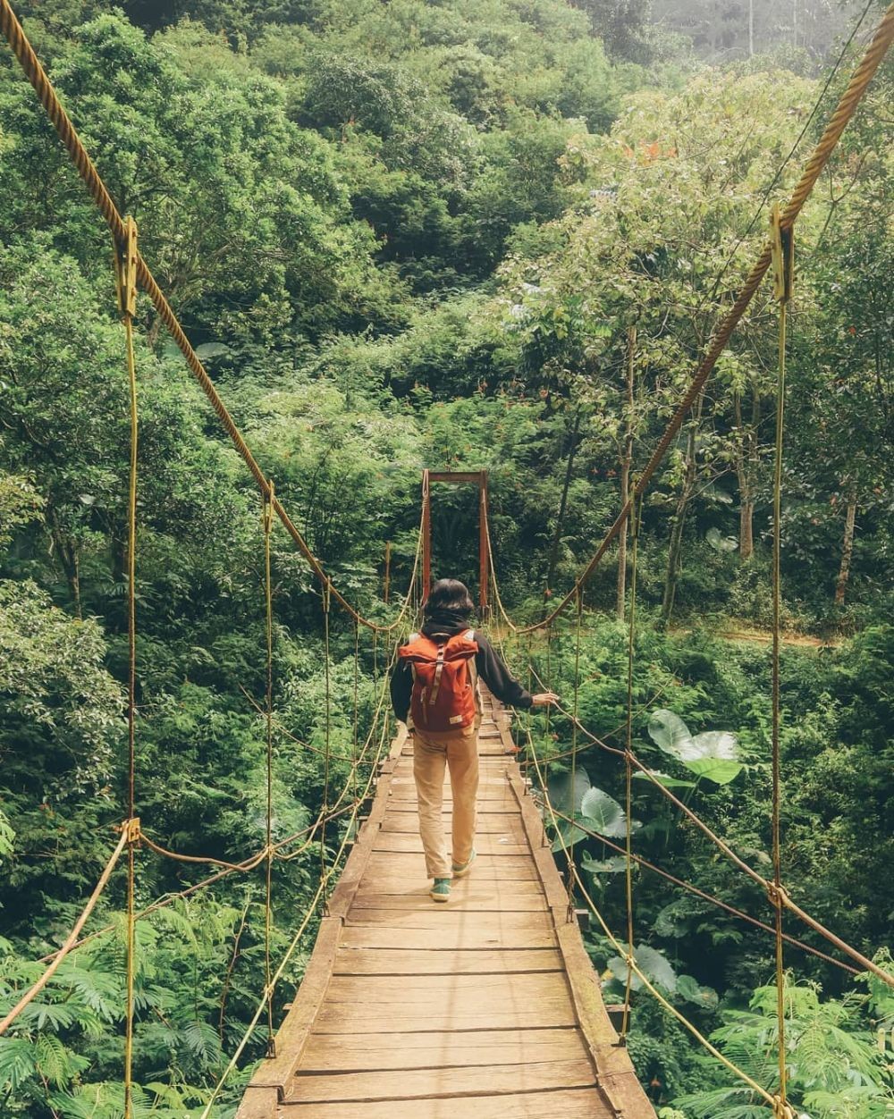 10 Hutan Paling Indah Di Indonesia Beberapa Dikenal Angker