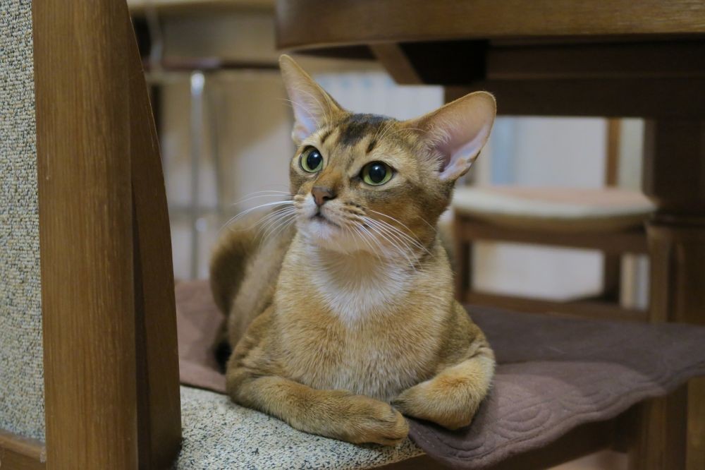 Mengenal Abyssinian, Ras Kucing Domestik Tertua di Dunia