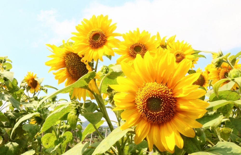 Kreatif, Warga Kota Batu Ubah Kebun Jadi Ladang Bunga Matahari  