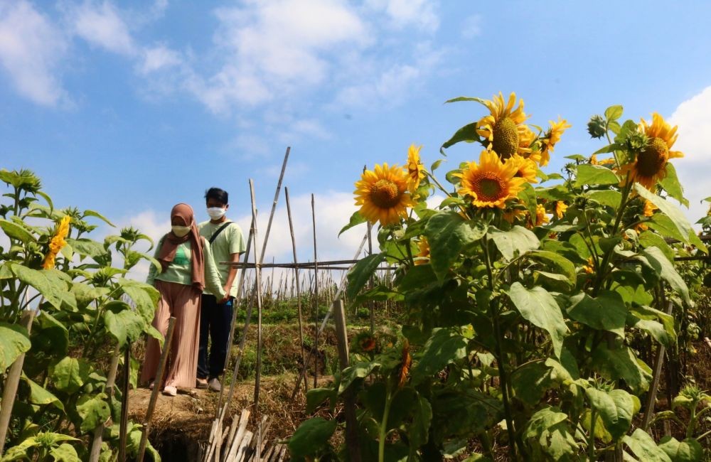 Kreatif, Warga Kota Batu Ubah Kebun Jadi Ladang Bunga Matahari  