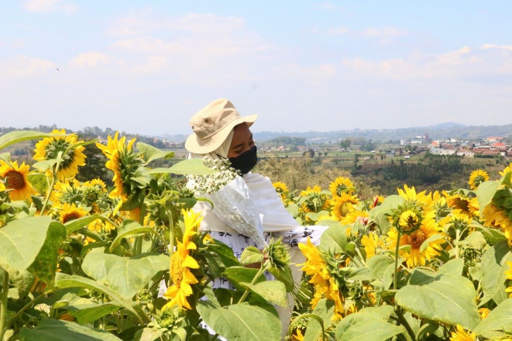 Kreatif, Warga Kota Batu Ubah Kebun Jadi Ladang Bunga Matahari  