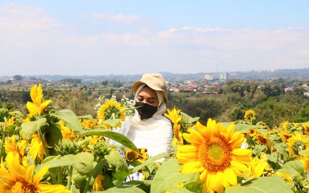 Kreatif, Warga Kota Batu Ubah Kebun Jadi Ladang Bunga Matahari  
