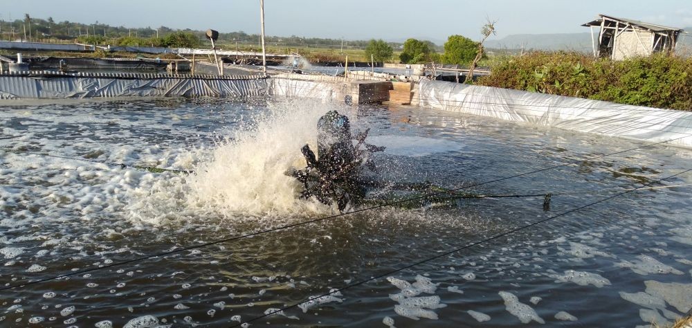 Proyek Shrimp Estate Rp2,25 Triliun di NTB Terancam Batal 