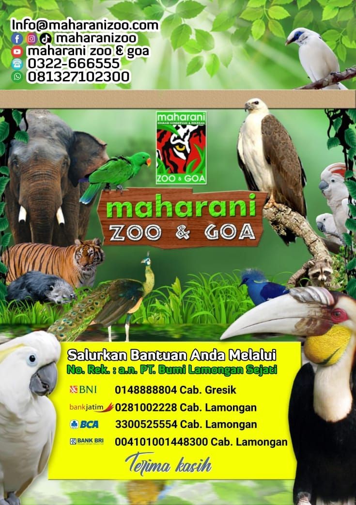 Pemasukan Nol Selama PPKM, Maharani Zoo Lamongan Buka Donasi!