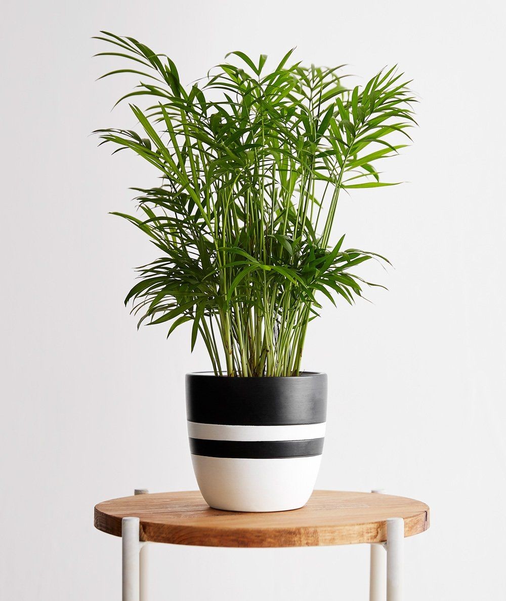 9 Inspirasi Tanaman Minim Cahaya untuk Ruang Sempit