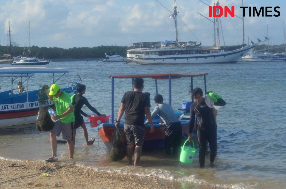 12 Potret Mencari Pakan Penyu Hijau di Pulau Serangan Bali, Seru Nih!