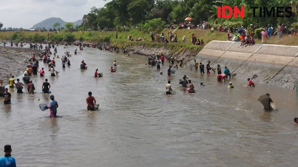 Ribuan Warga Tulungagung Berebut Cari Ikan Mabuk di Sungai