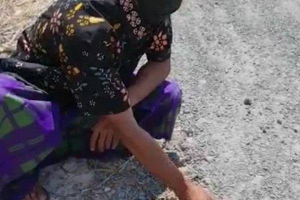 Video Anggota DPRD Tuban Kelupas Aspal Pakai Tangan Viral