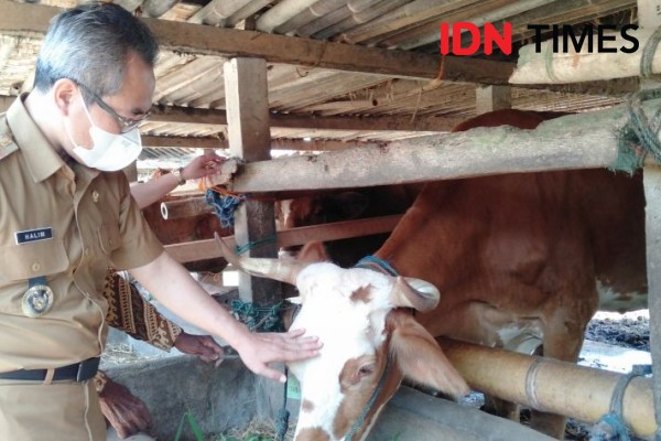 Sapi di Pesisir Selatan Bantul Berubah Jadi Udang