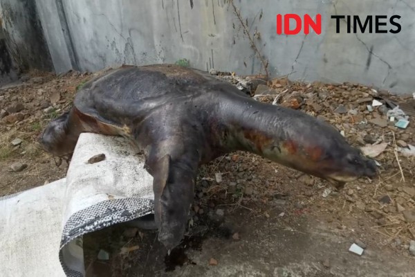 Misteri Terowongan Kuno Klaten, Dihuni Bulus Raksasa dan Ikan Buas
