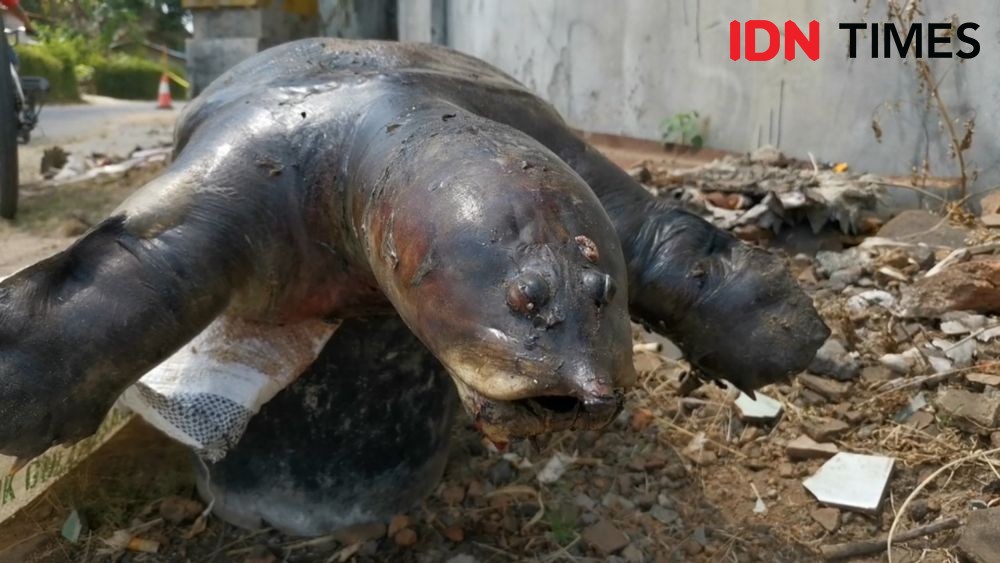 Misteri Terowongan Kuno Klaten, Dihuni Bulus Raksasa dan Ikan Buas