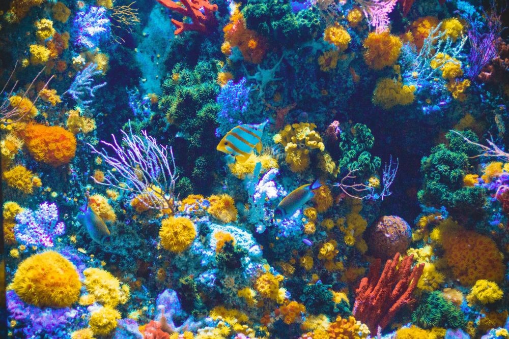 7 Fakta Kebisingan dan Dampaknya pada Kehidupan Laut 
