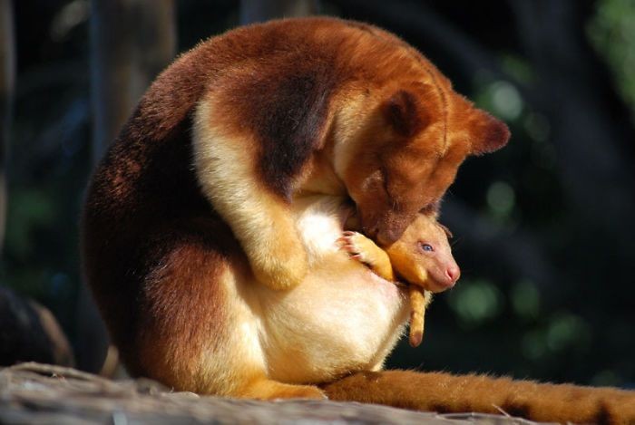 6 Fakta Kanguru Pohon Mantel Emas, Maskot PON Papua 2021